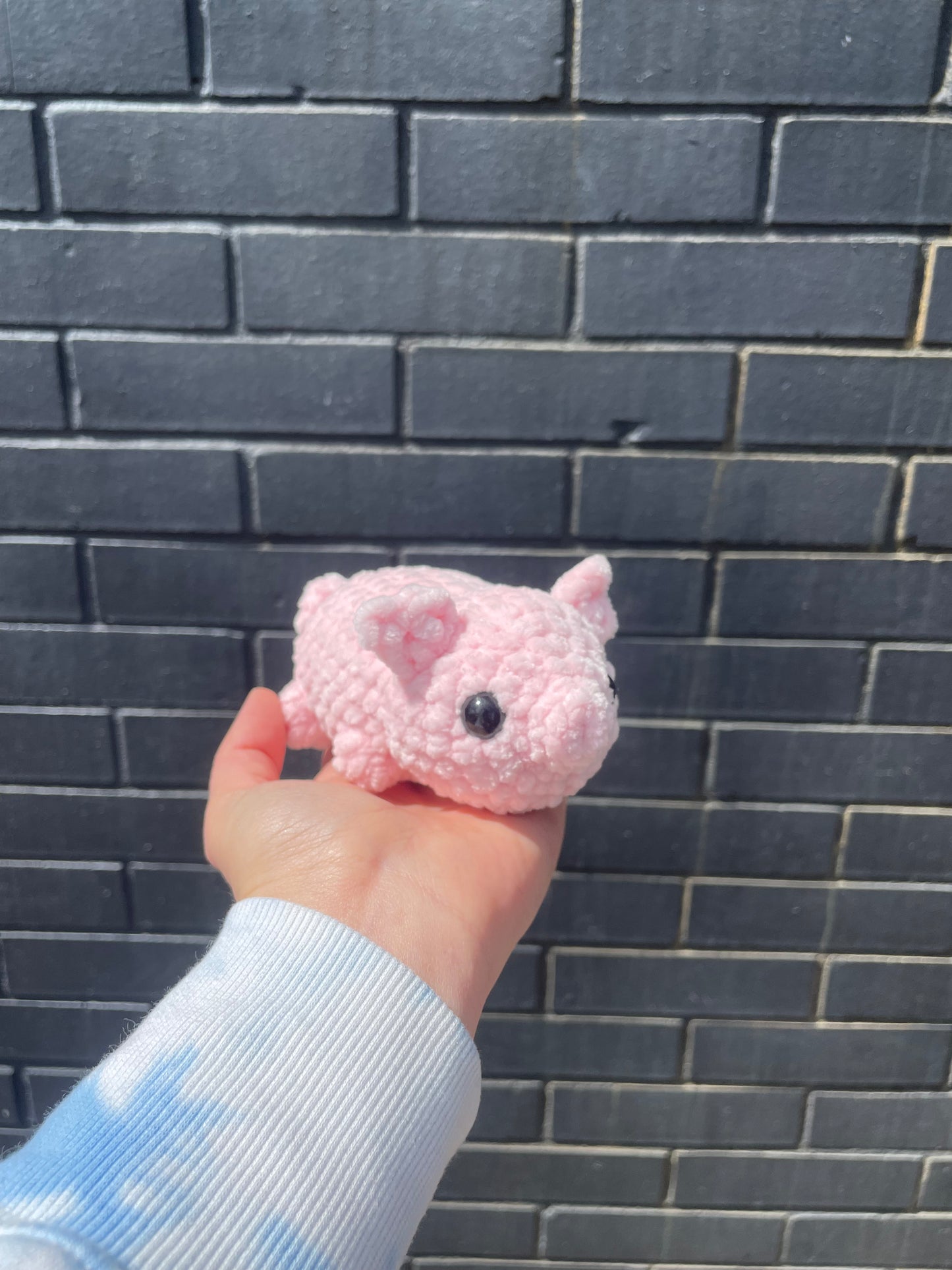 Mini pig