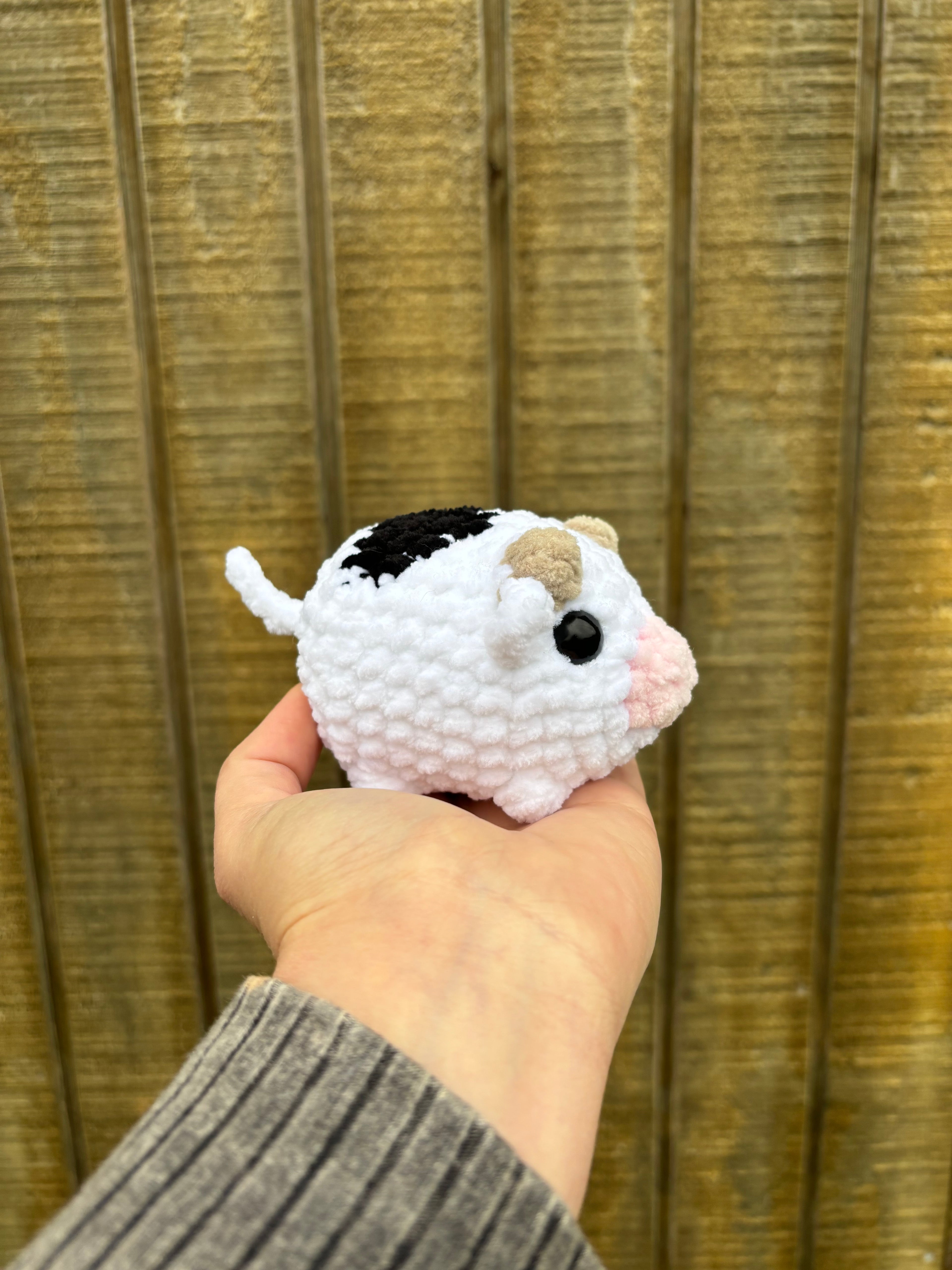 Mini Cows